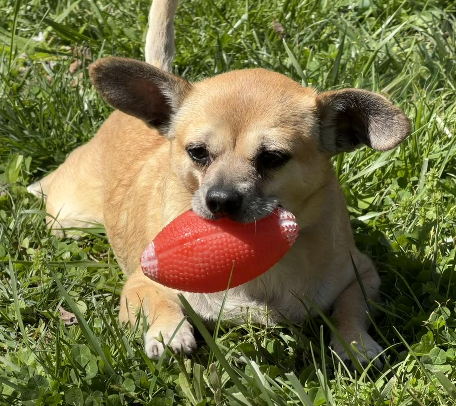 Enlarge Bandit, a ADOPTABLE mixed breed in Owensboro, KY image 3/4