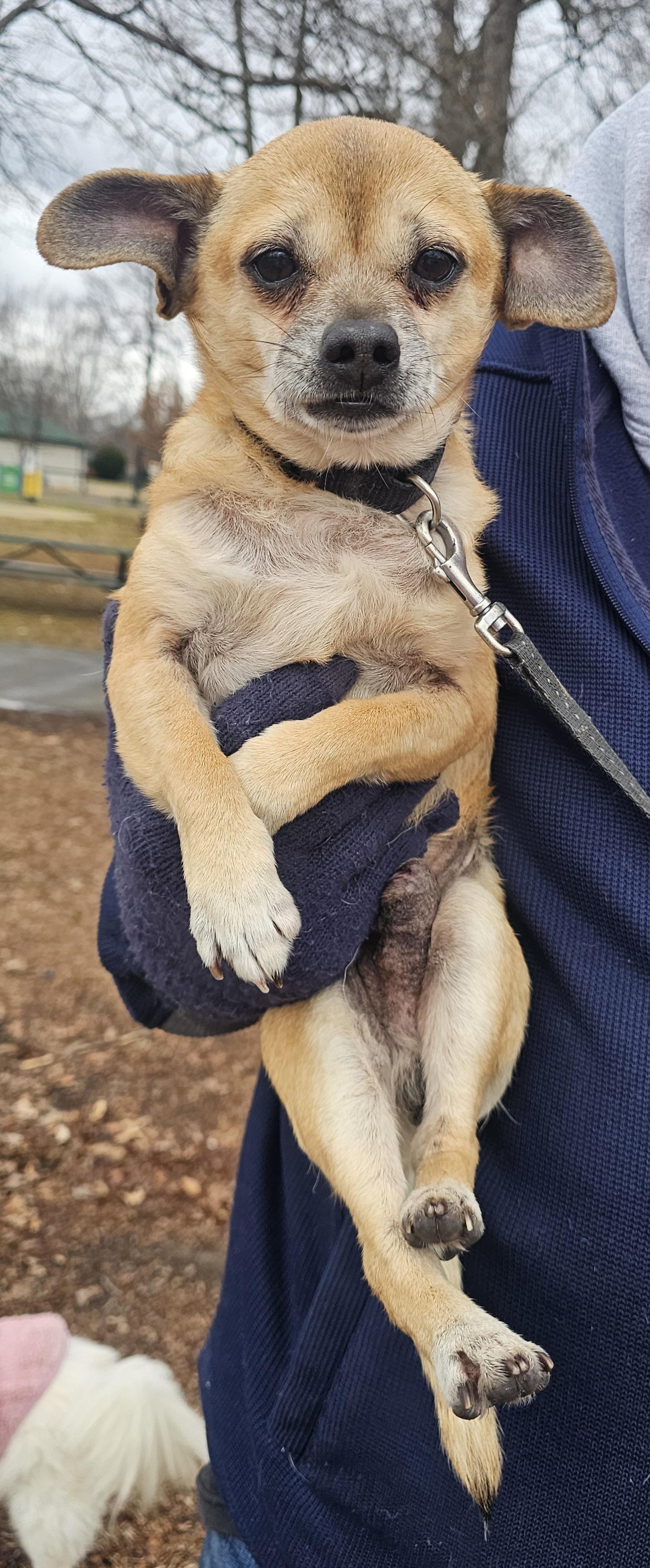 Enlarge Bandit, a ADOPTABLE mixed breed in Owensboro, KY image 1/1