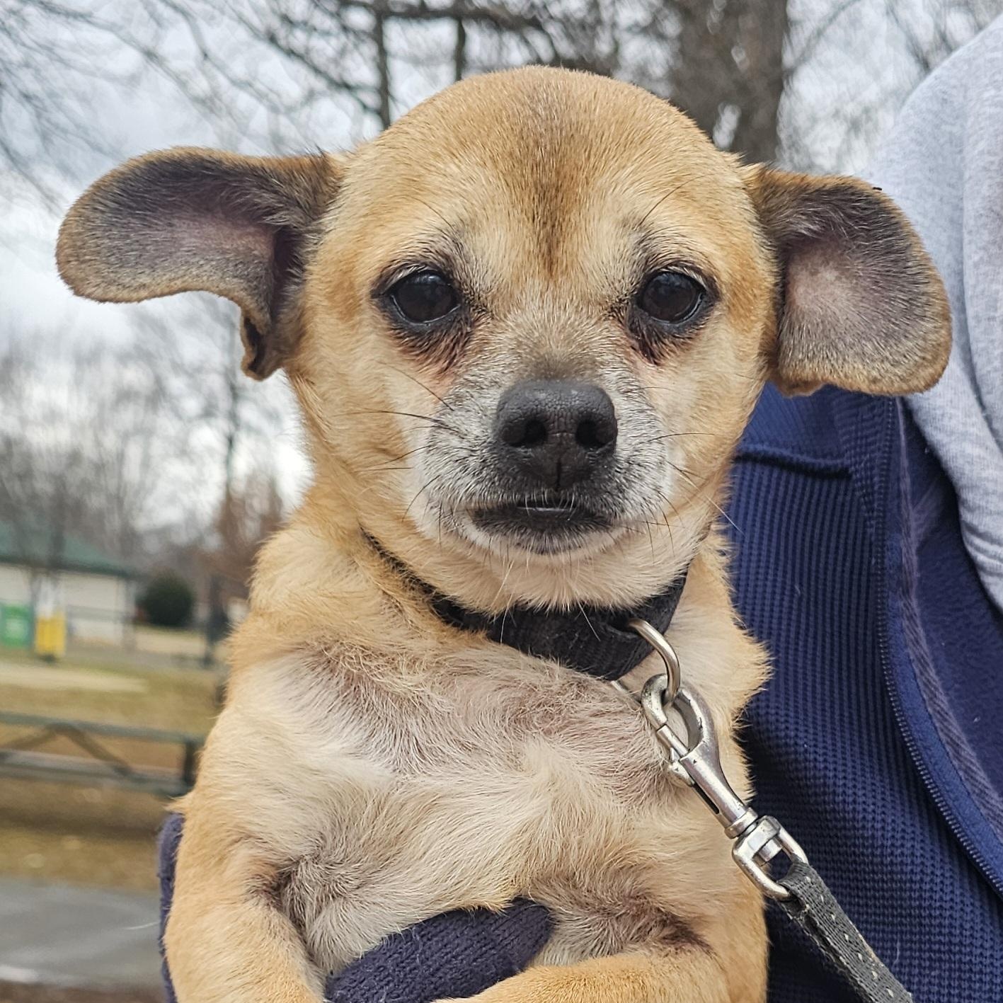 Enlarge Bandit, a ADOPTABLE mixed breed in Owensboro, KY image 1/1