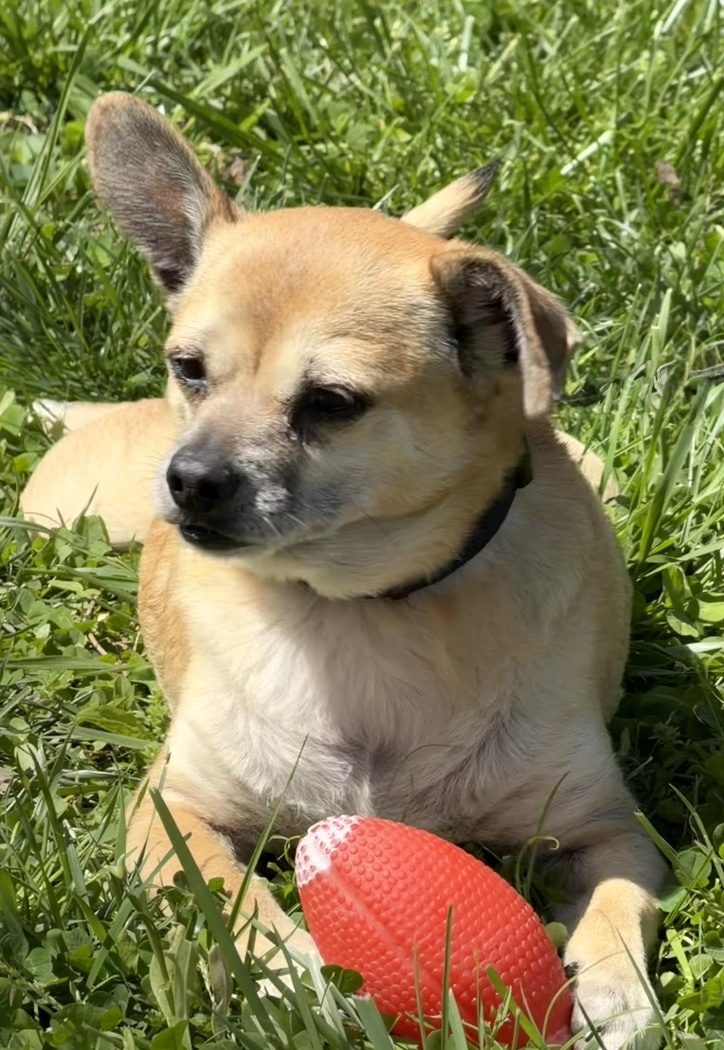 Enlarge Bandit, a ADOPTABLE mixed breed in Owensboro, KY image 2/4