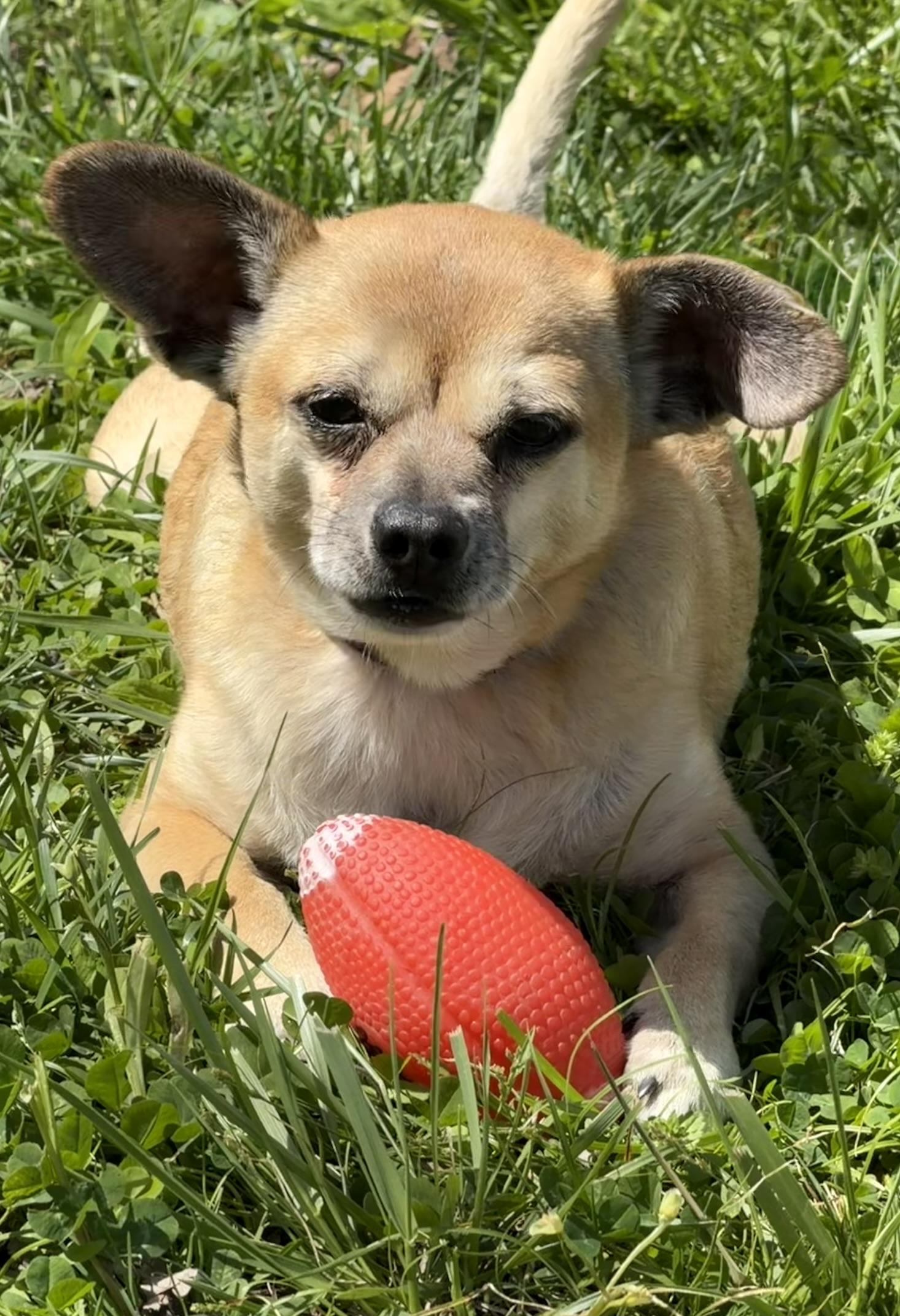 Bandit, ADOPTABLE, Senior Male Chihuahua.