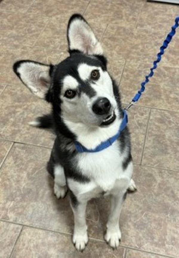 Nick, Adoptable, Adult Male Siberian Husky.