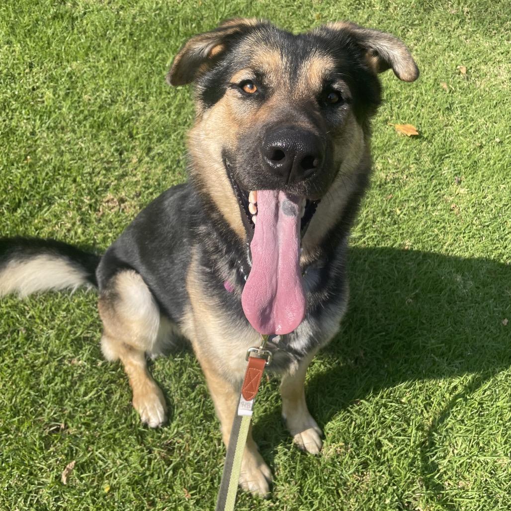 Freddie, Adoptable, Adult Male German Shepherd Dog.