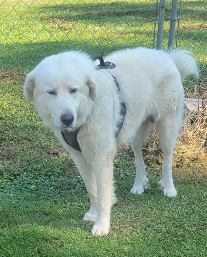Scooby Doo, Adoptable, Young Male Great Pyrenees.