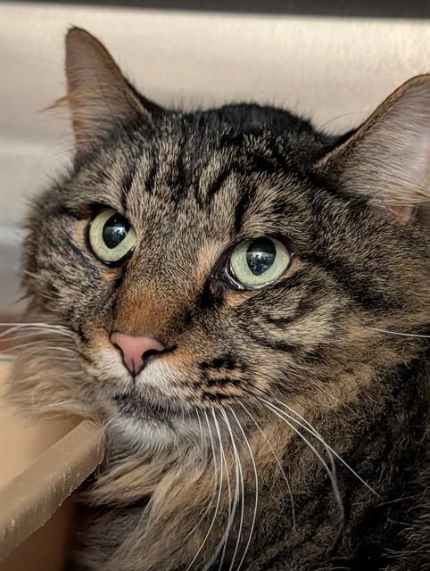 Enlarge GROUNDHOG, a Adoptable Domestic Long Hair in Lees Summit, MO image 1/1