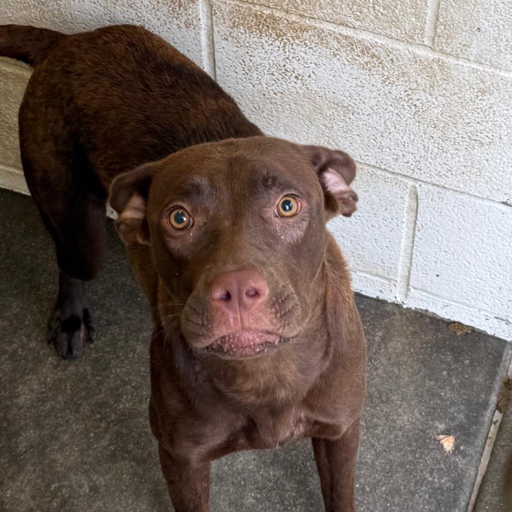 Enlarge Paprika, a Adoptable Pit Bull Terrier in Jacksonville, AR image 1/1