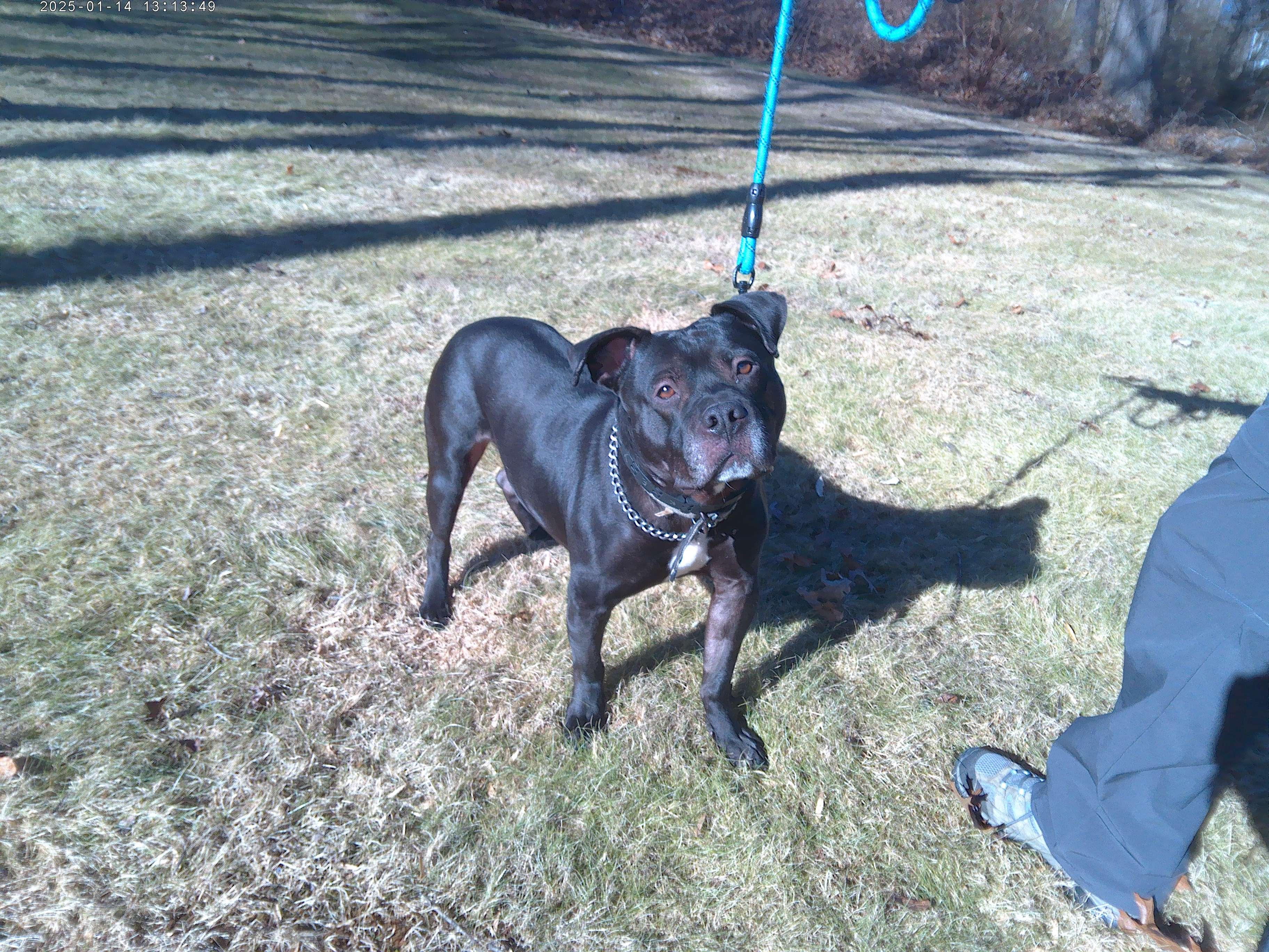 Jack  Imp #24-92, Adult Male Pit Bull Terrier