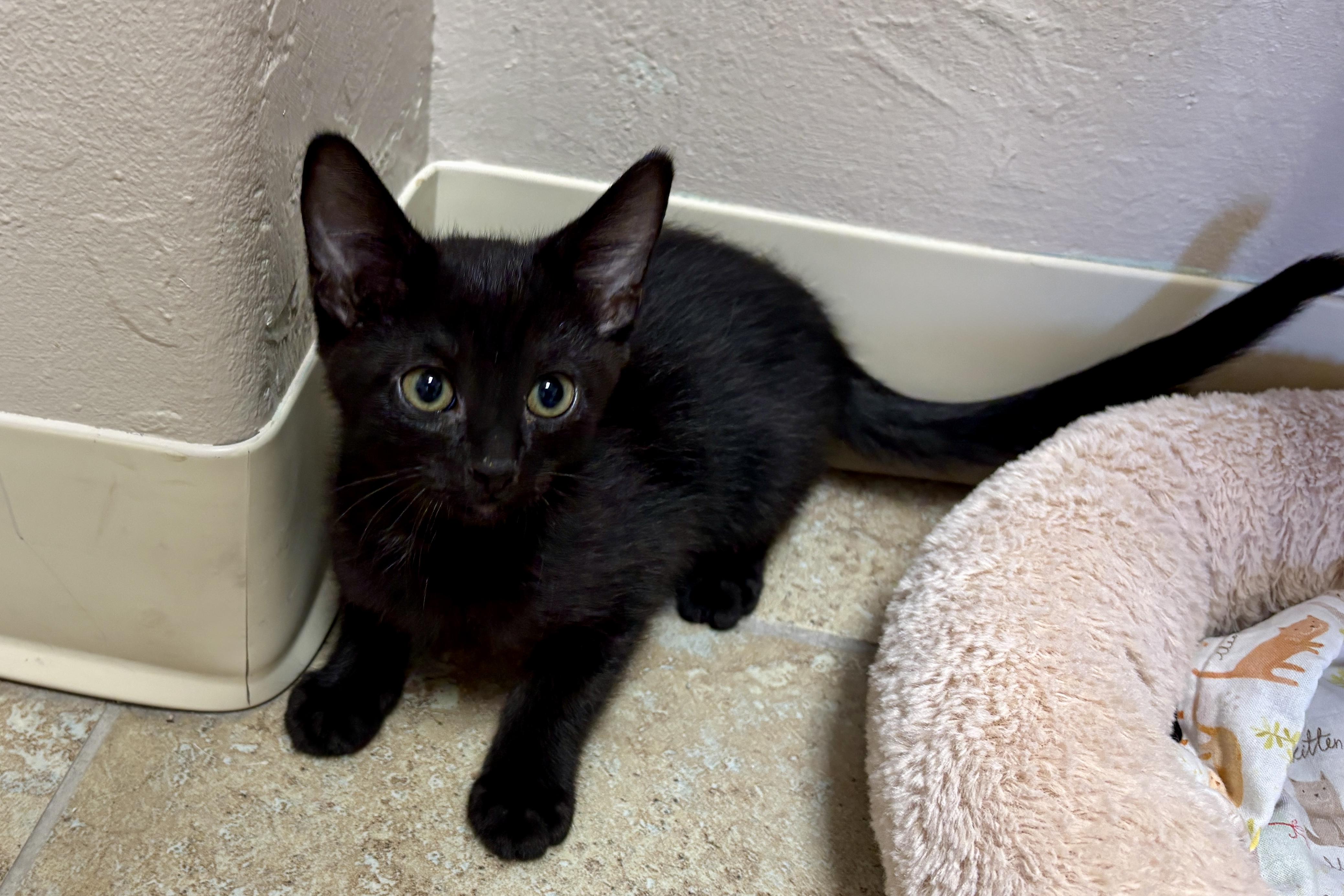 Tagalong Tags, an adopted Domestic Short Hair in Fountain Hills, AZ image 1/2