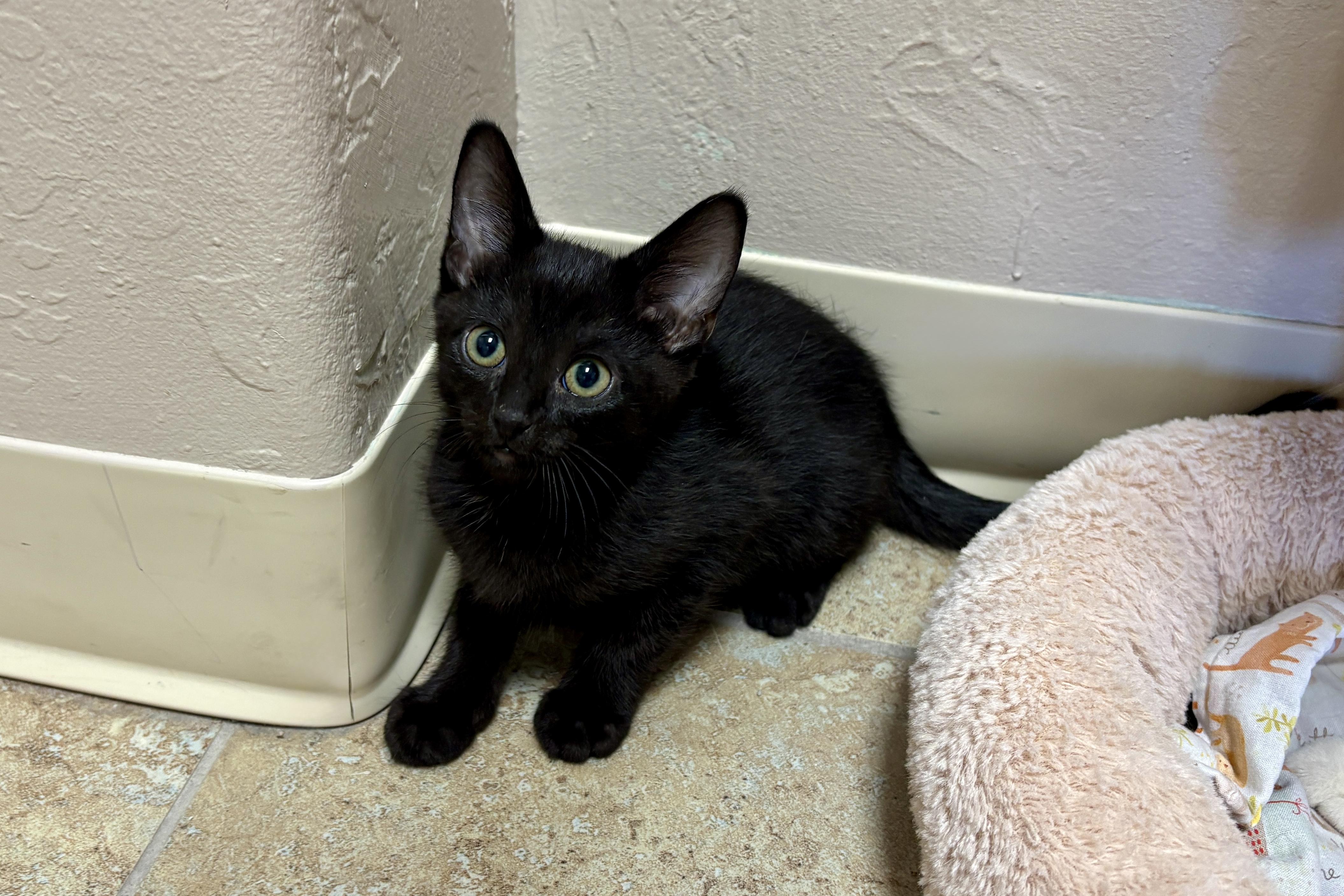 Tagalong Tags, an adopted Domestic Short Hair in Fountain Hills, AZ image 2/2