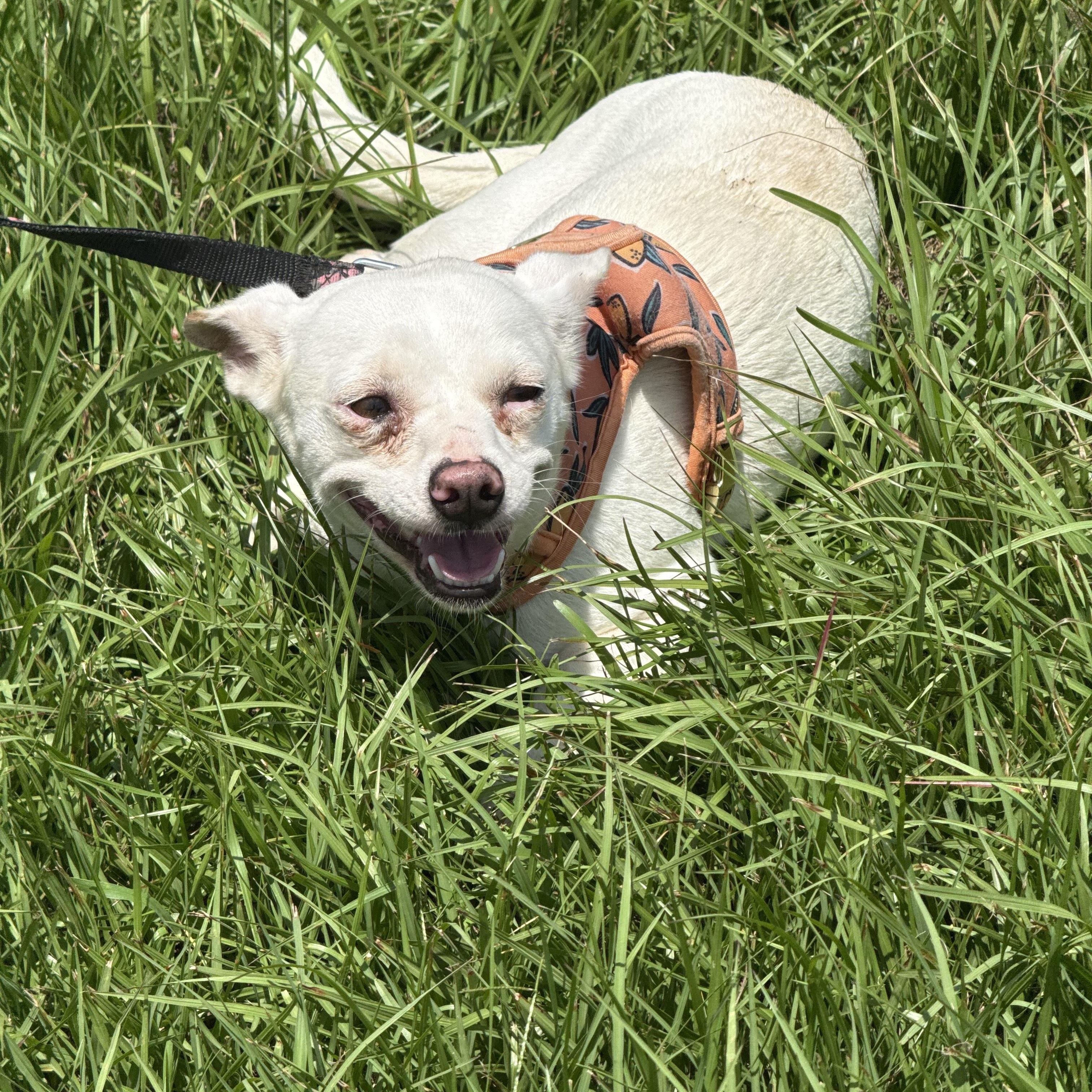 Enlarge Suzie, a Adoptable Chihuahua in Mount Hermon, LA image 1/2