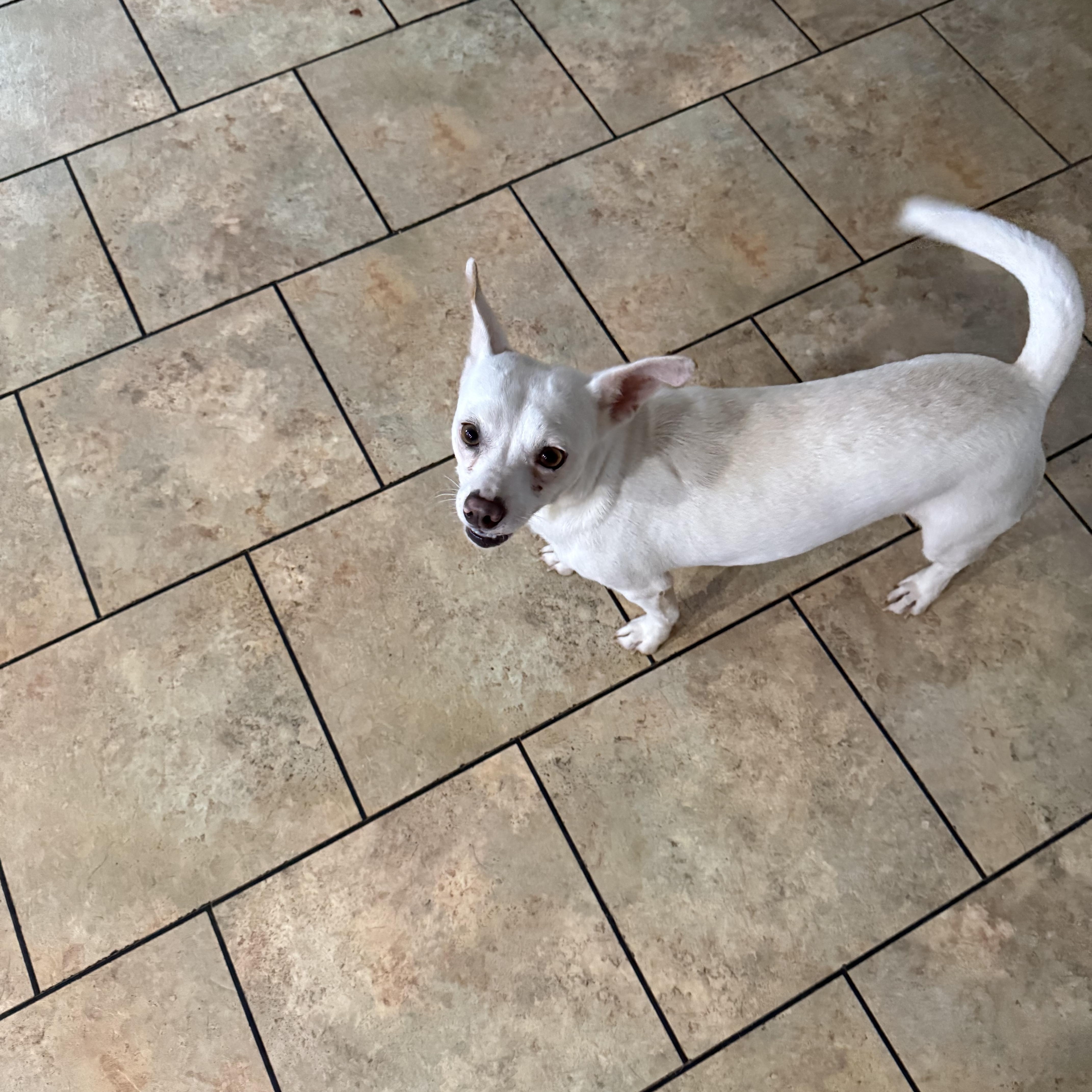 Enlarge Suzie, a Adoptable Chihuahua in Mount Hermon, LA image 2/2
