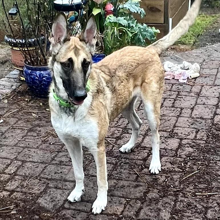 Enlarge Nia, a Adoptable mixed breed in Tomball, TX image 1/6