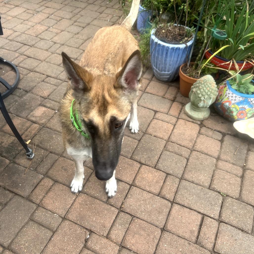 Enlarge Nia, a Adoptable mixed breed in Tomball, TX image 2/6