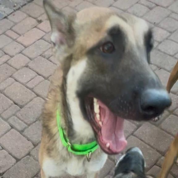 Enlarge Nia, a Adoptable mixed breed in Tomball, TX image 3/6