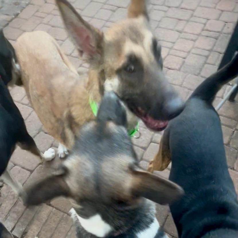 Enlarge Nia, a Adoptable mixed breed in Tomball, TX image 4/6