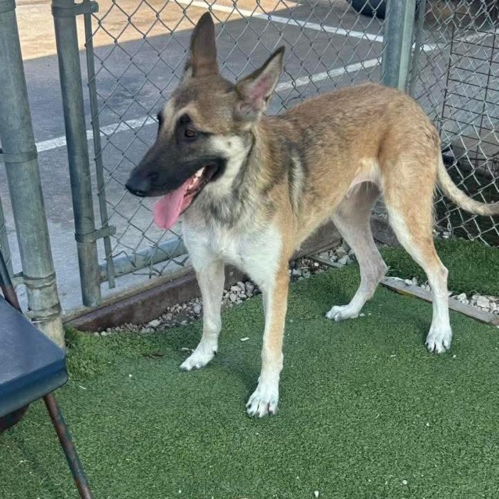 Enlarge Nia, a Adoptable mixed breed in Tomball, TX image 6/6