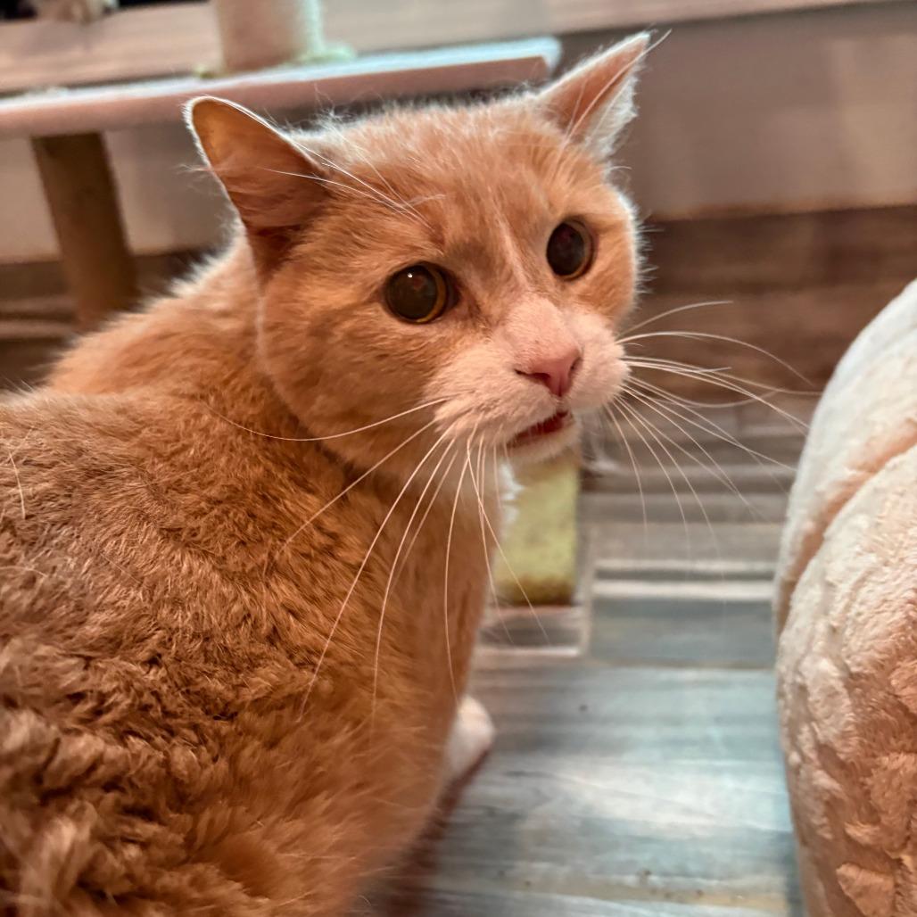 Amaze, Adoptable, Senior Male Domestic Short Hair.