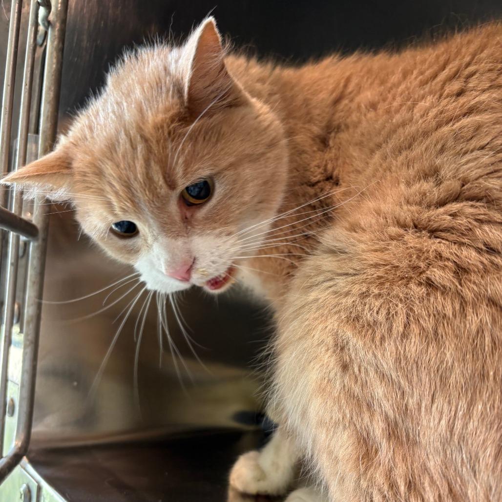 Enlarge Amaze, a Adoptable Domestic Short Hair in West Des Moines, IA image 2/2