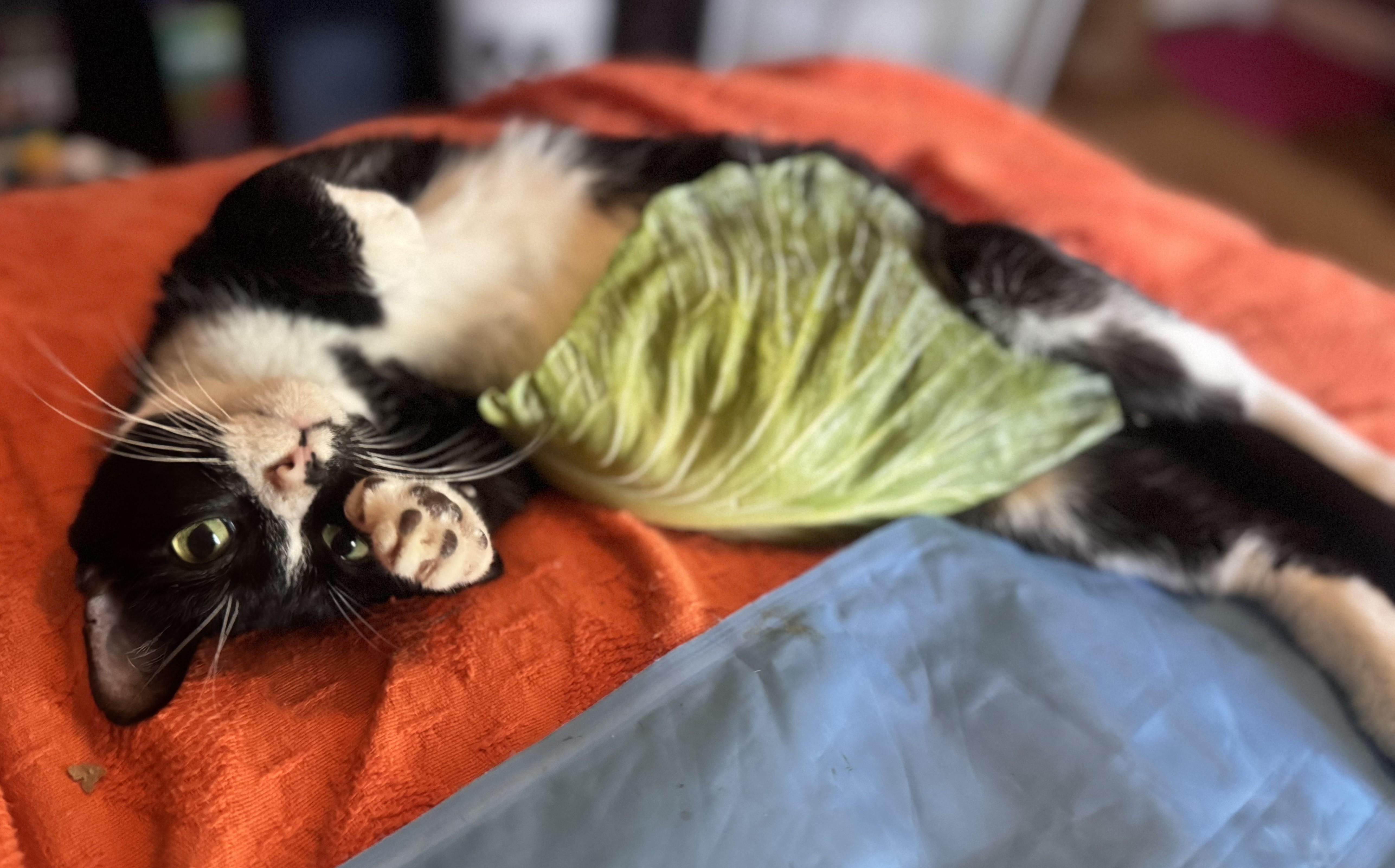 Enlarge Tuna, a Adoptable Domestic Short Hair in Avon, NY image 2/2