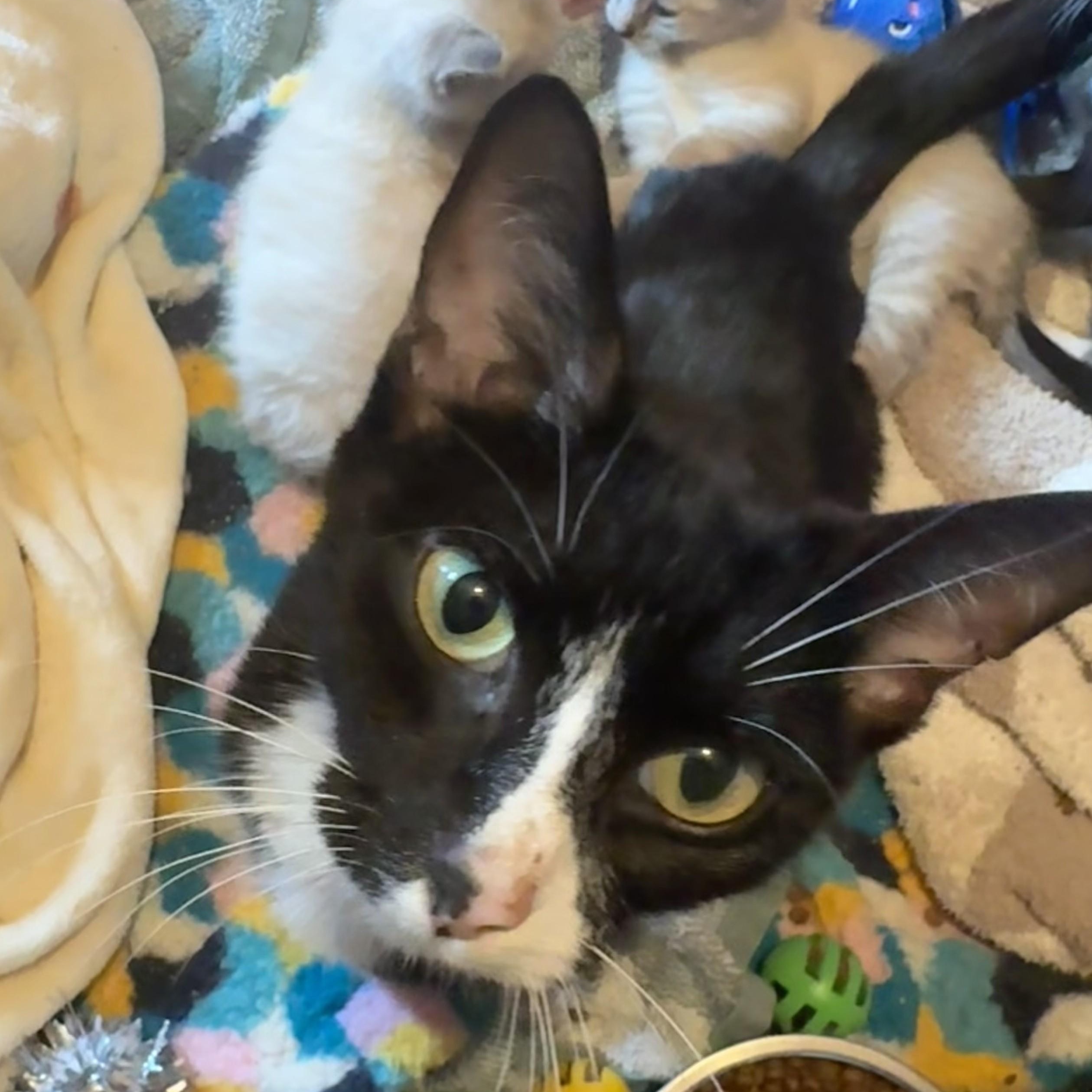Tuna, Adoptable, Adult Female Domestic Short Hair.