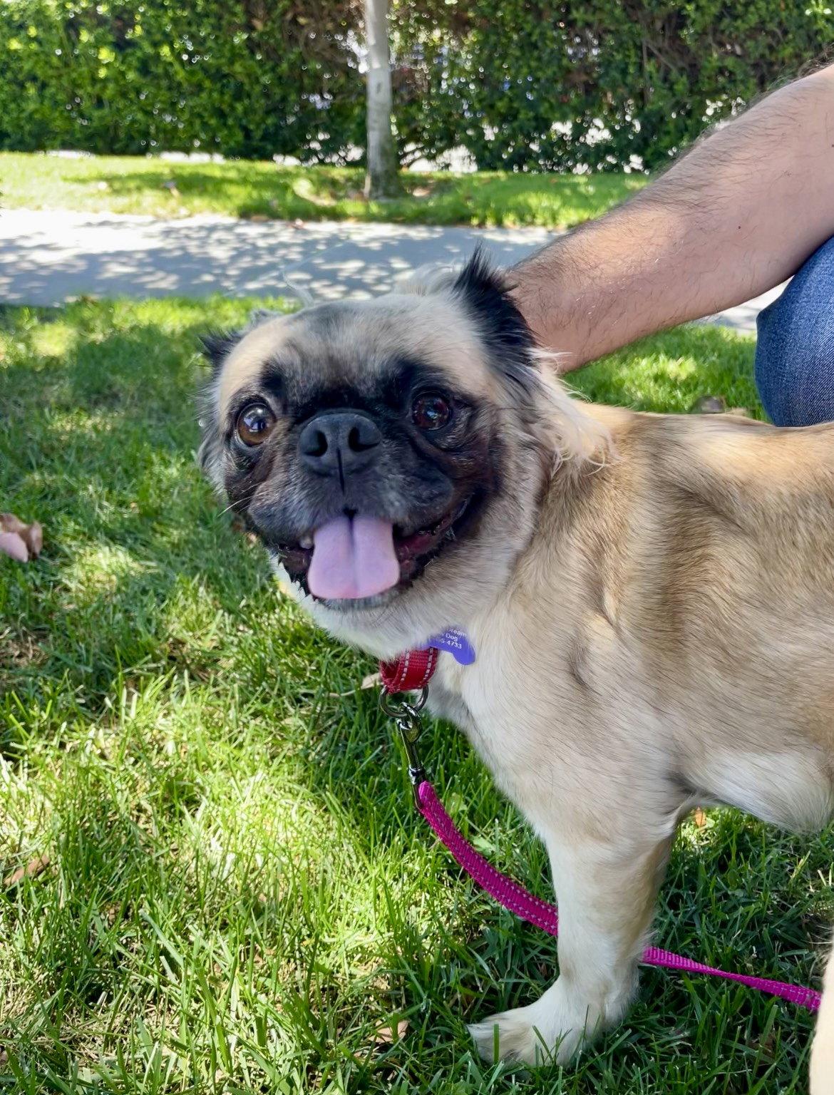 Esmeralda, Adoptable, Adult Female Pug.