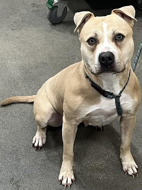 SWEET HEART, Adoptable, Young Female Pit Bull Terrier.