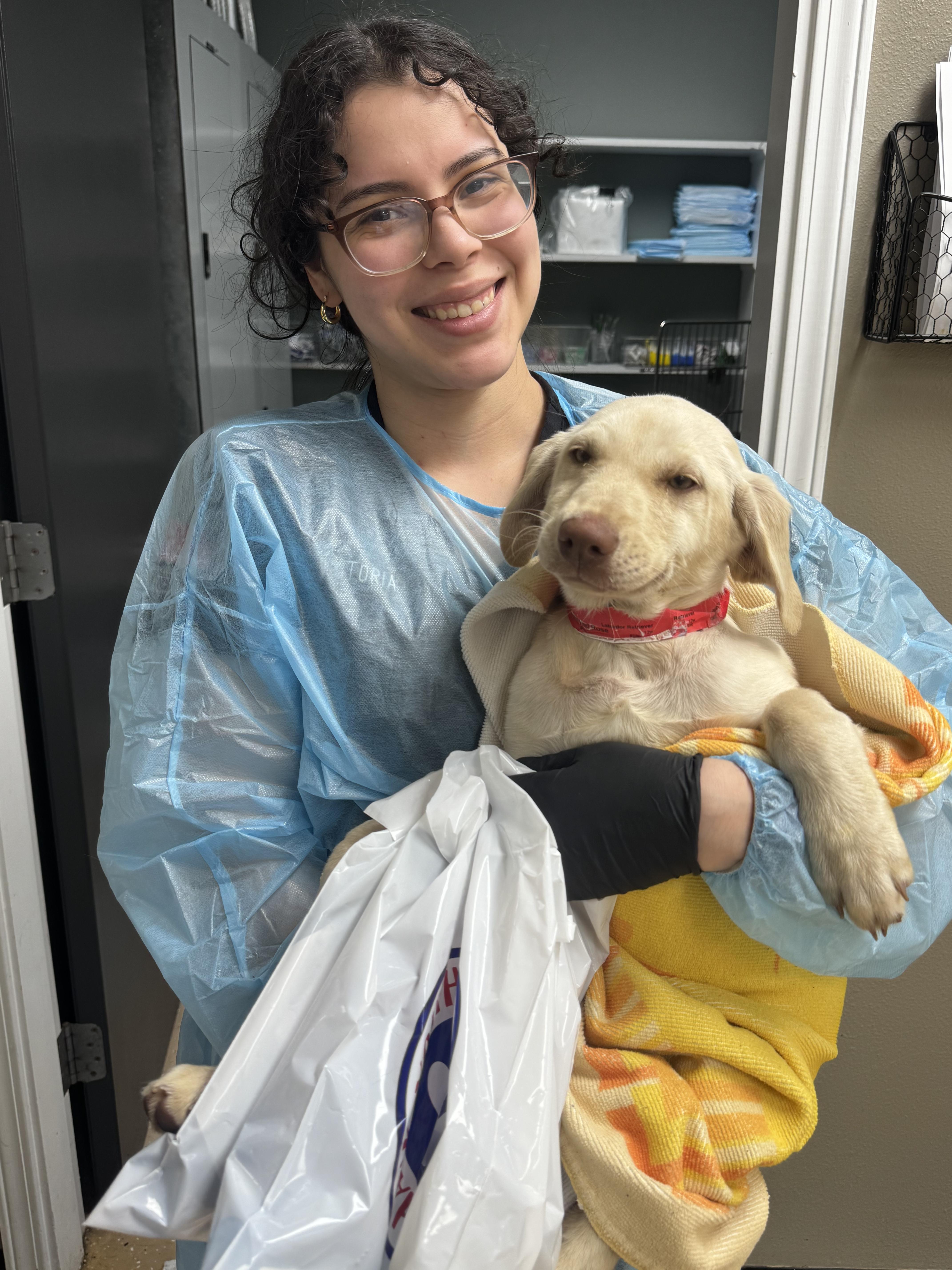 Enlarge Brie, a ADOPTABLE Yellow Labrador Retriever in New Orleans, LA image 4/5