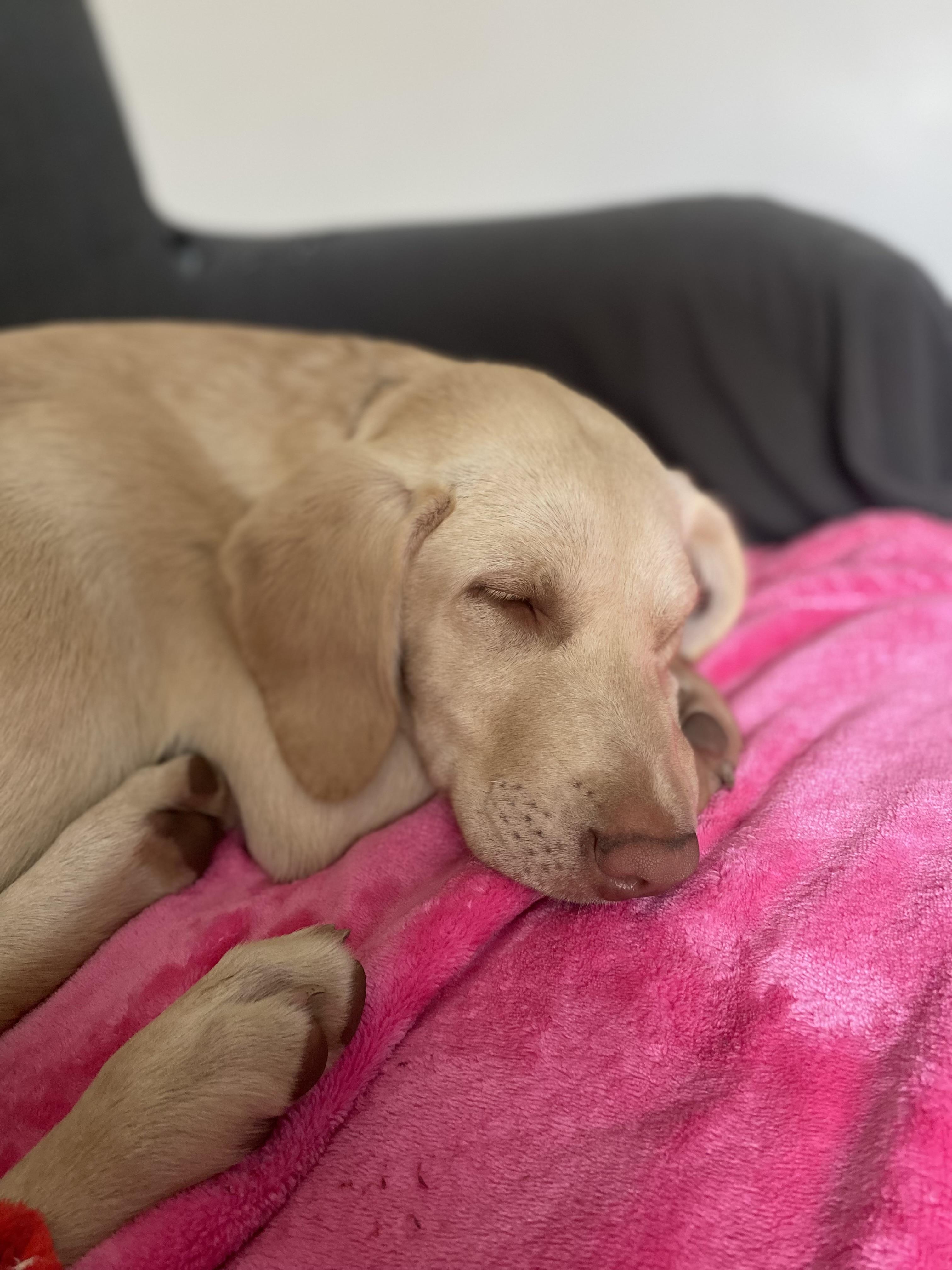 Enlarge Brie, a ADOPTABLE Yellow Labrador Retriever in New Orleans, LA image 3/5