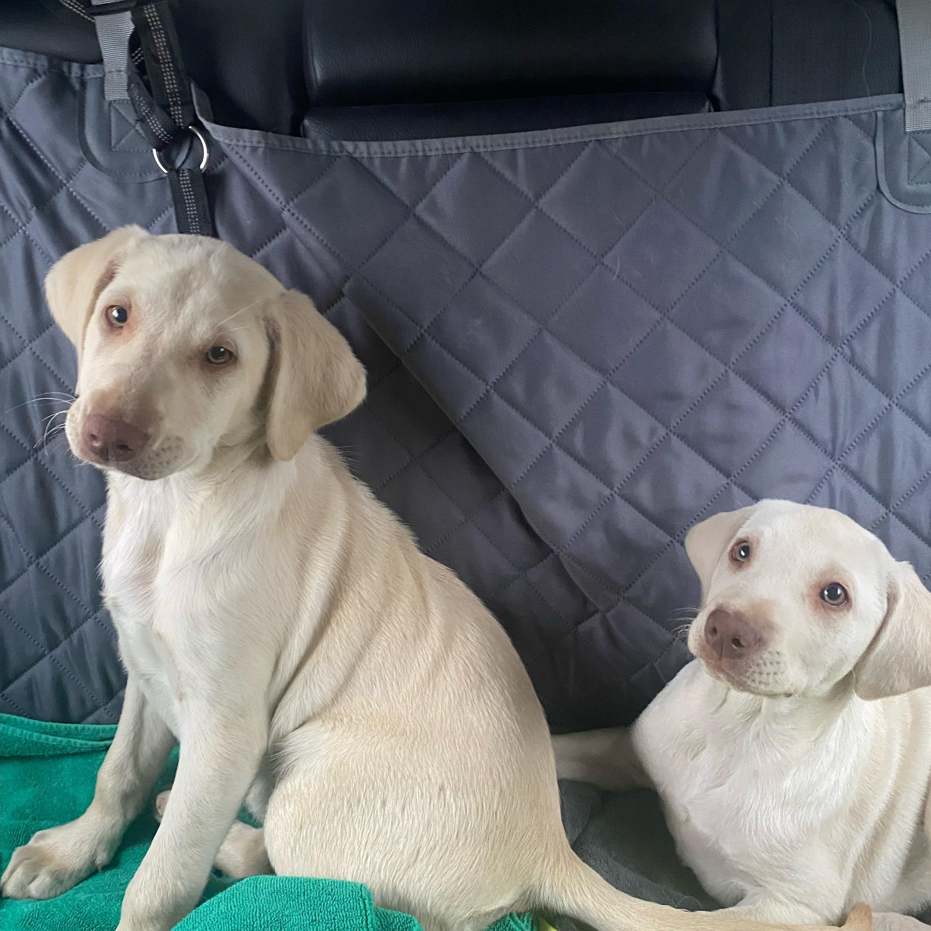 Enlarge Brie, a ADOPTABLE Yellow Labrador Retriever in New Orleans, LA image 5/5