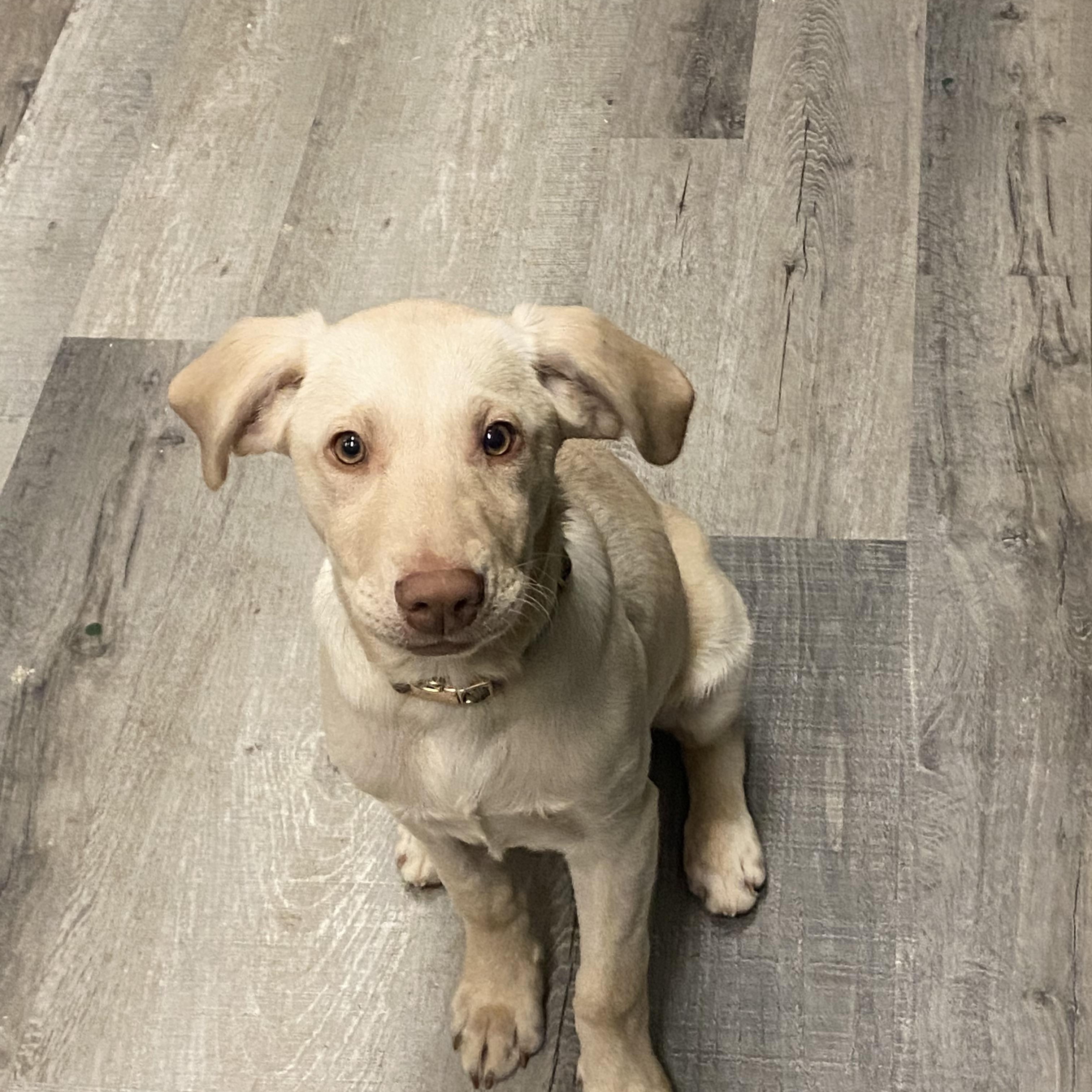 Enlarge Brie, a ADOPTABLE Yellow Labrador Retriever in New Orleans, LA image 1/5