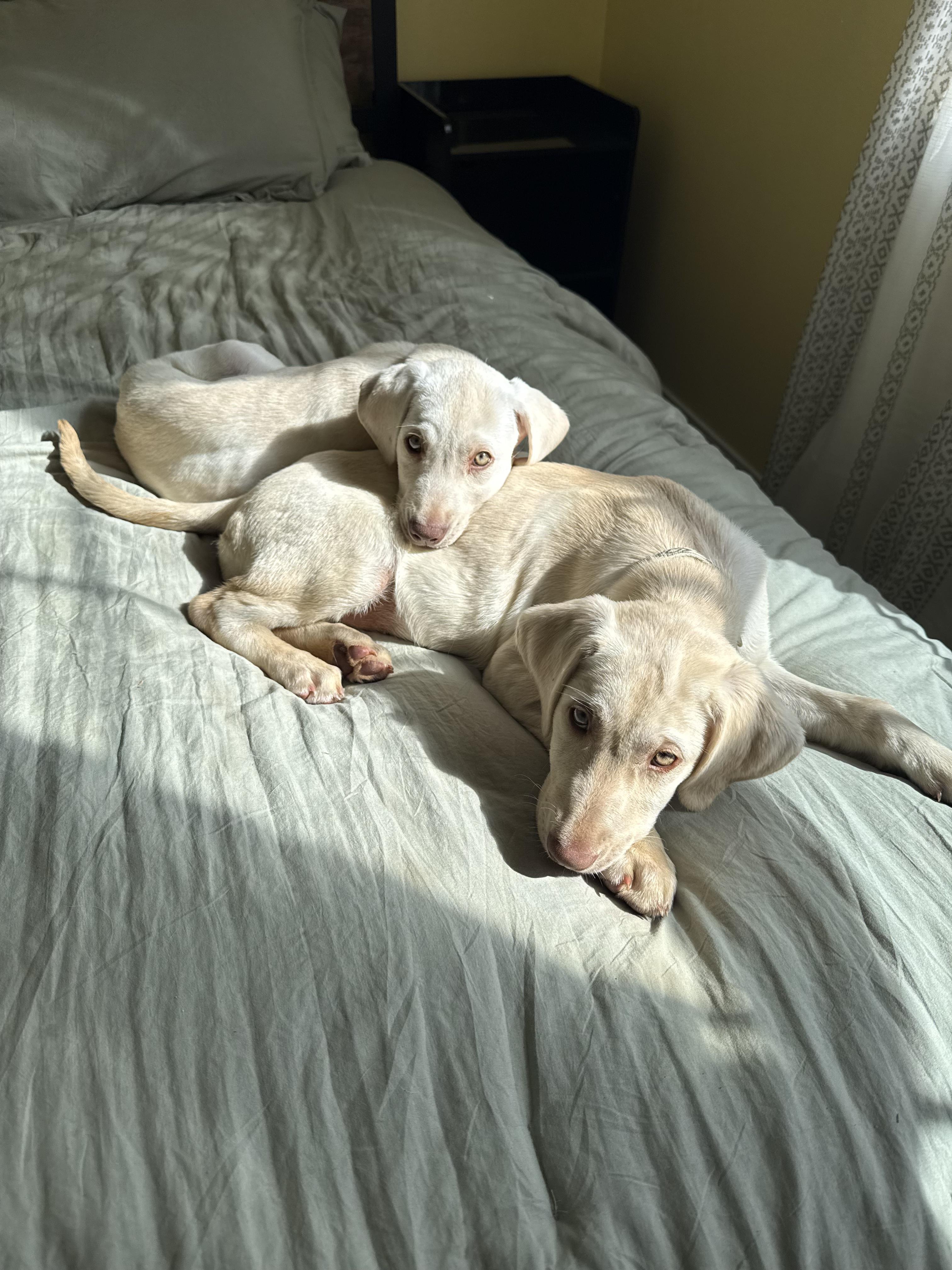 Enlarge Brie, a ADOPTABLE Yellow Labrador Retriever in New Orleans, LA image 2/5
