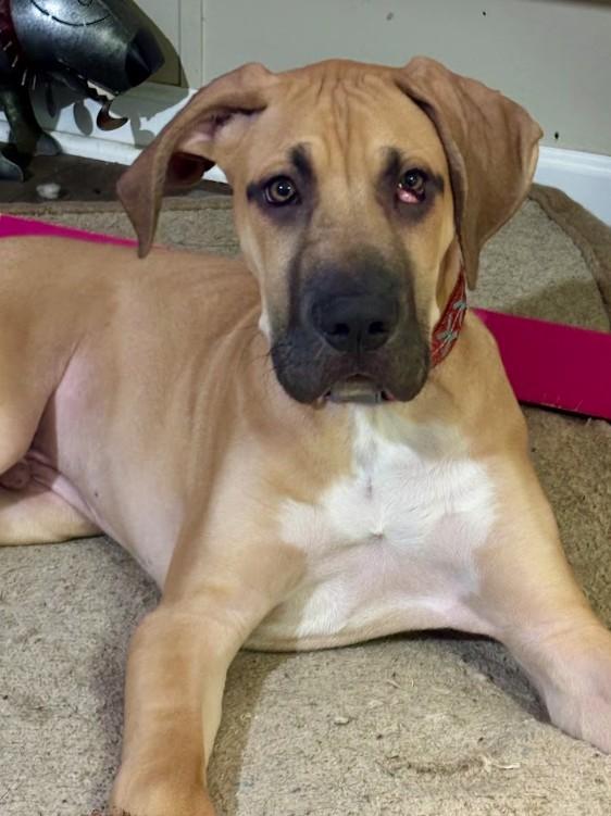 Remington, a ADOPTABLE Great Dane in Joppa, AL image 2/4