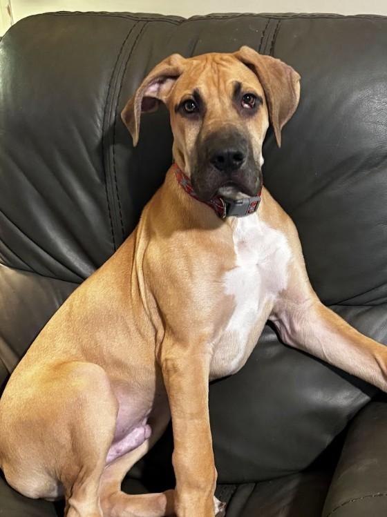 Remington, a ADOPTABLE Great Dane in Joppa, AL image 3/4