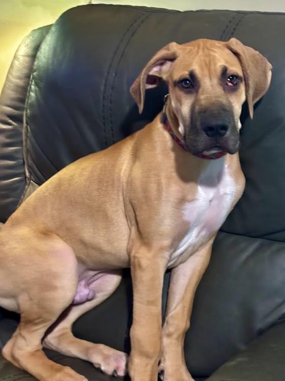 Remington, a ADOPTABLE Great Dane in Joppa, AL image 4/4