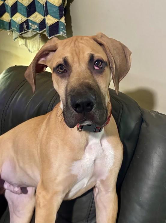 Remington, ADOPTABLE, Puppy Male Great Dane.