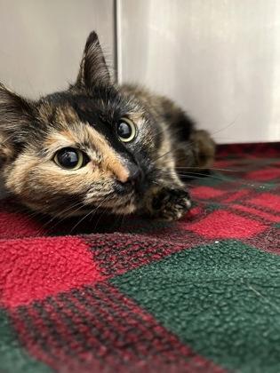 Enlarge Iris, a Adoptable mixed breed in Louisburg, NC image 1/1