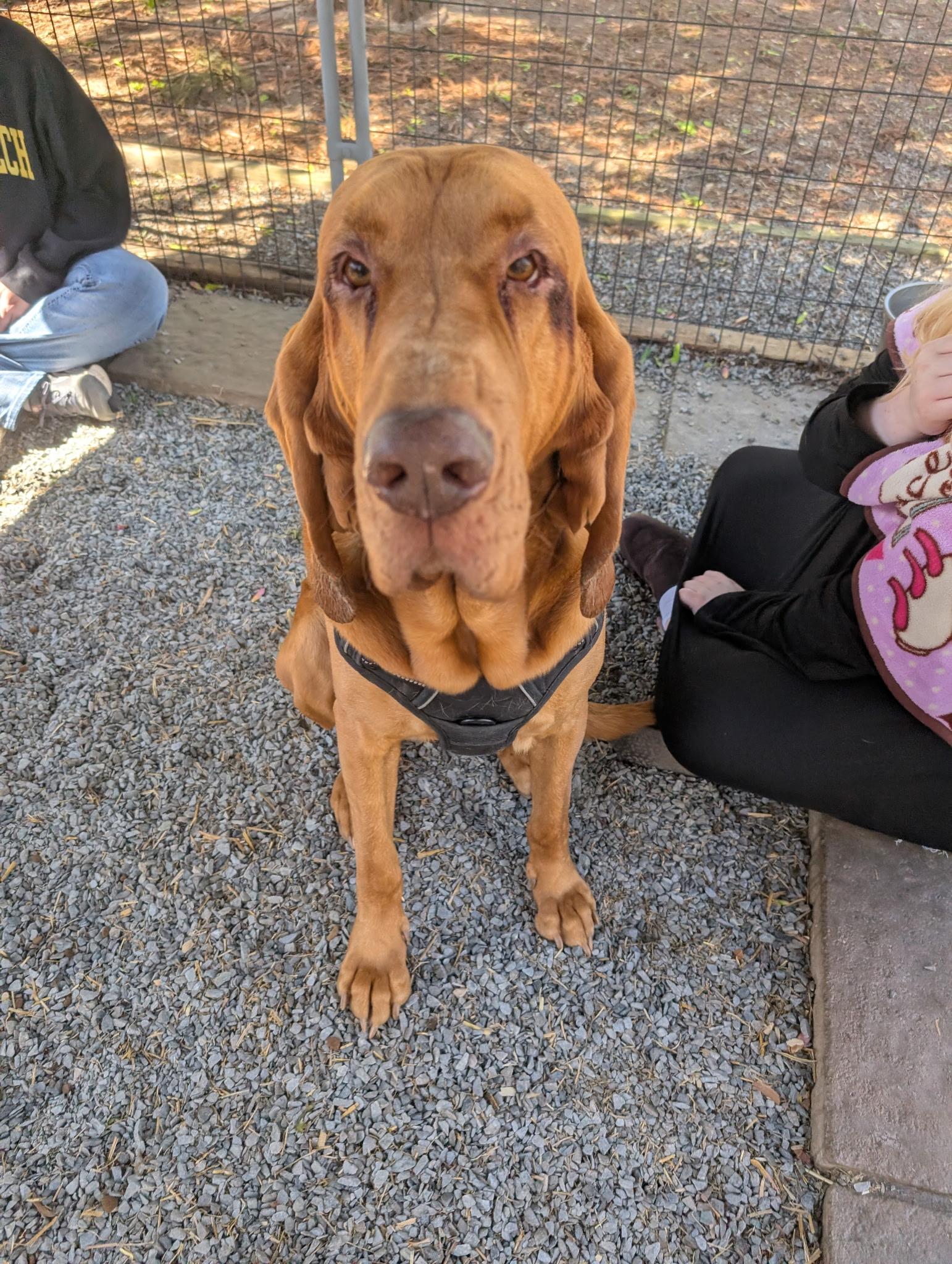 Cooper, Adoptable, Adult Male Bloodhound.