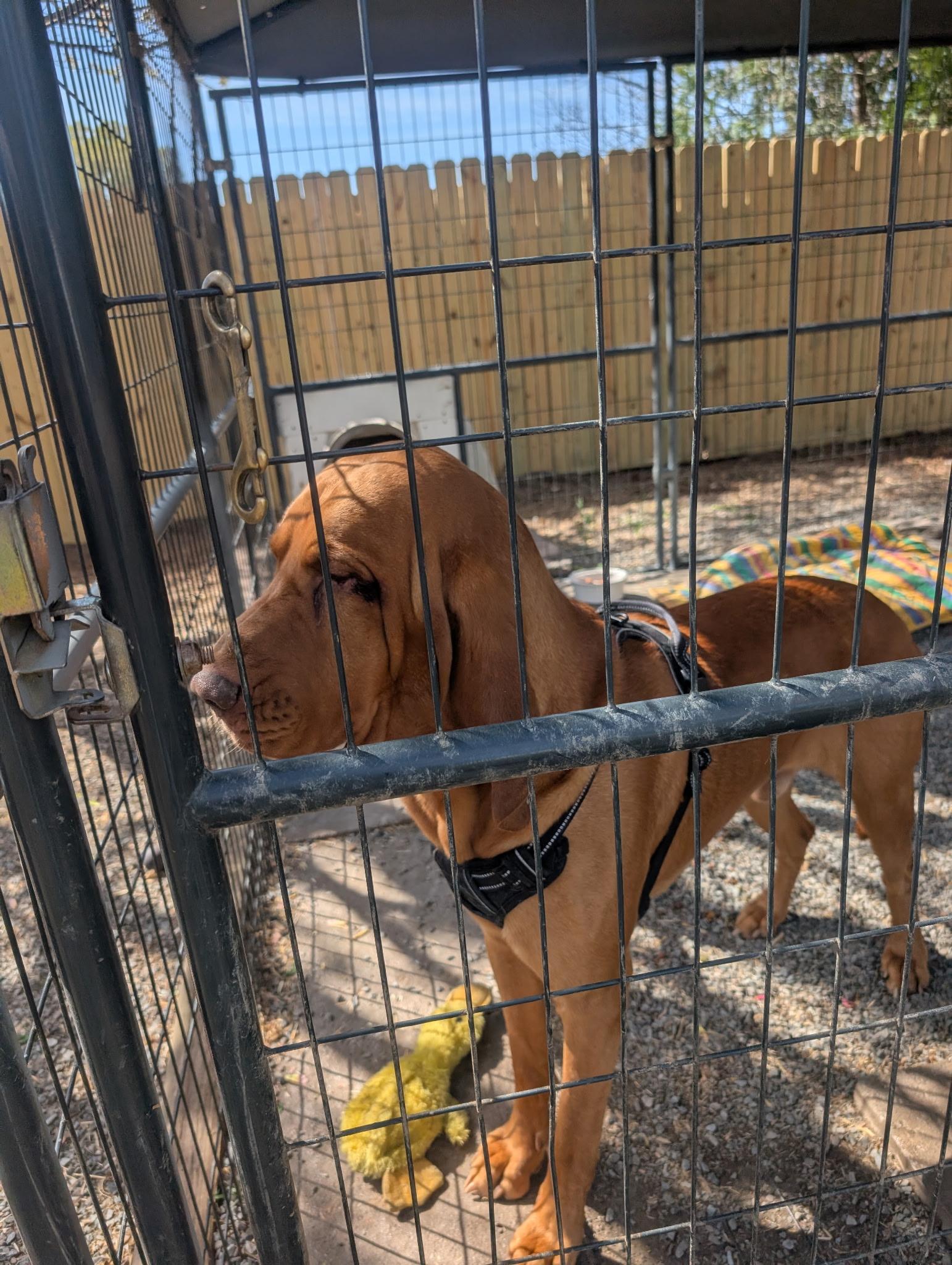 Enlarge Cooper, a Adoptable Bloodhound in Reidsville, NC image 2/2