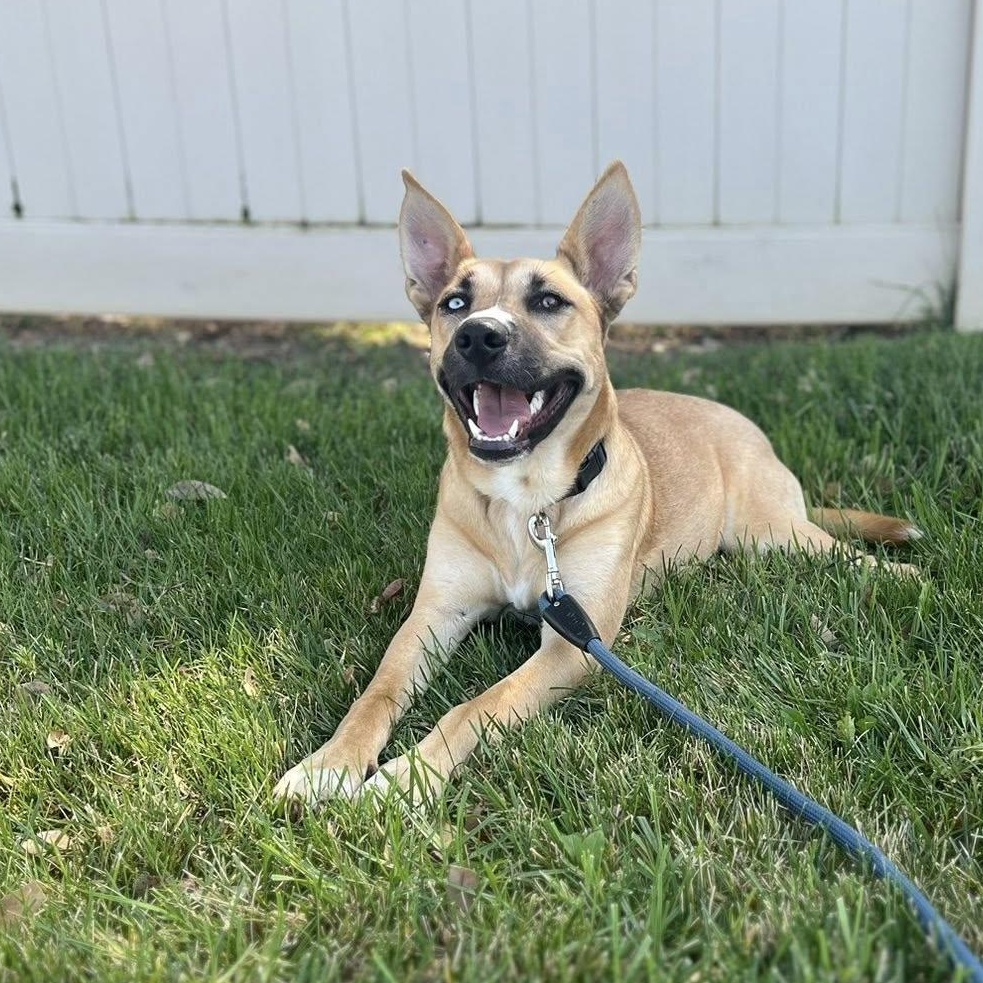 Poppy, a ADOPTABLE mixed breed in Riverside, CA image 2/4