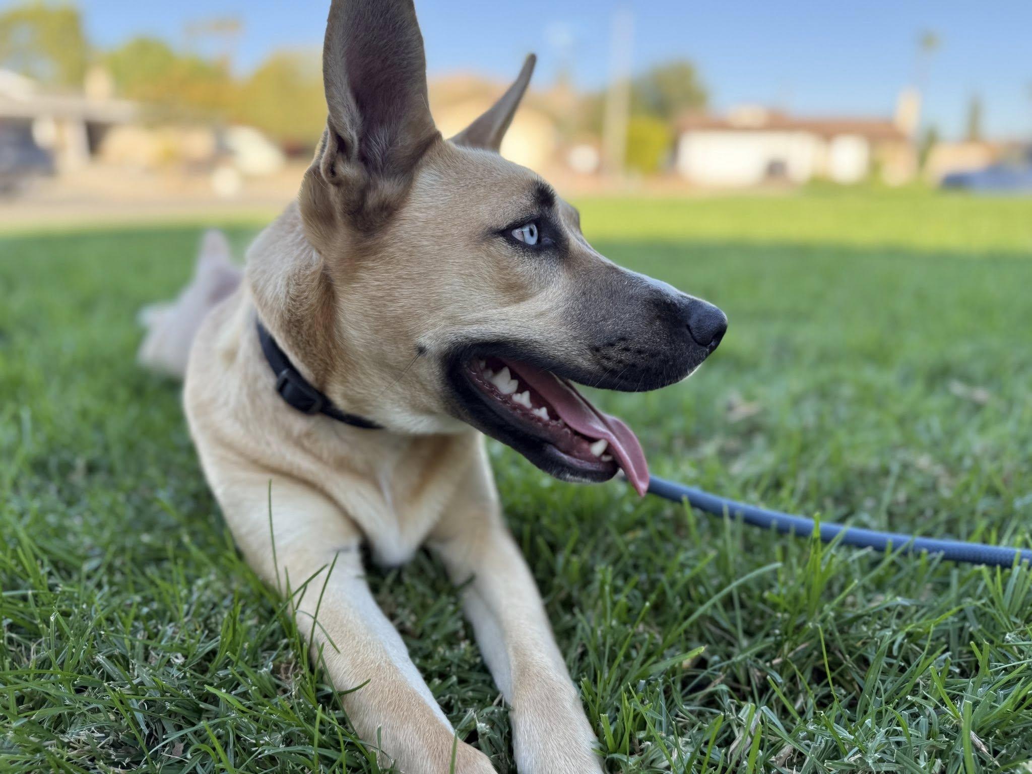Poppy, a ADOPTABLE mixed breed in Riverside, CA image 3/4
