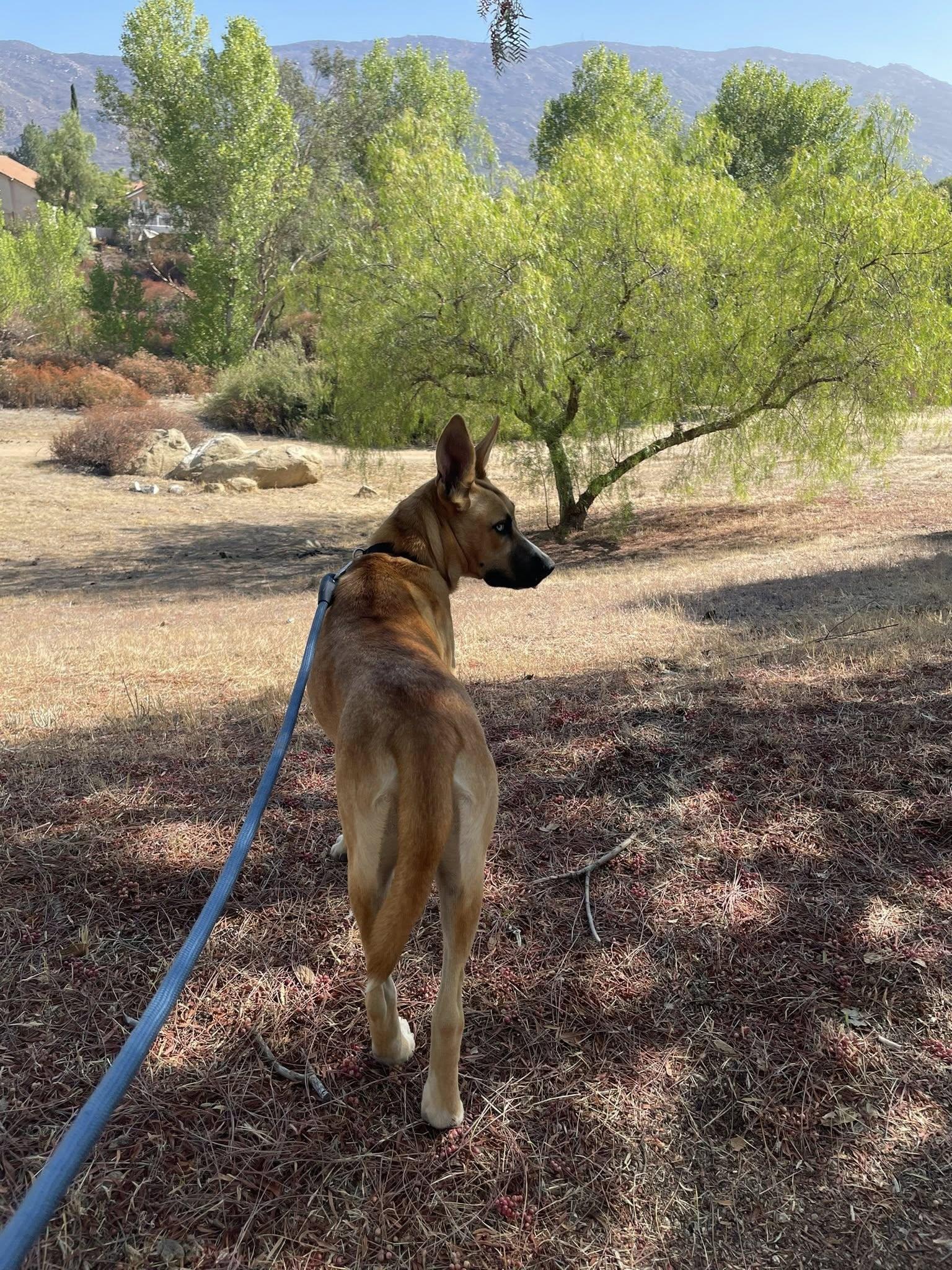 Poppy, a ADOPTABLE mixed breed in Riverside, CA image 4/4