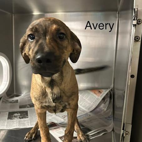 Avery, Adoptable, Puppy Male Mixed Breed.