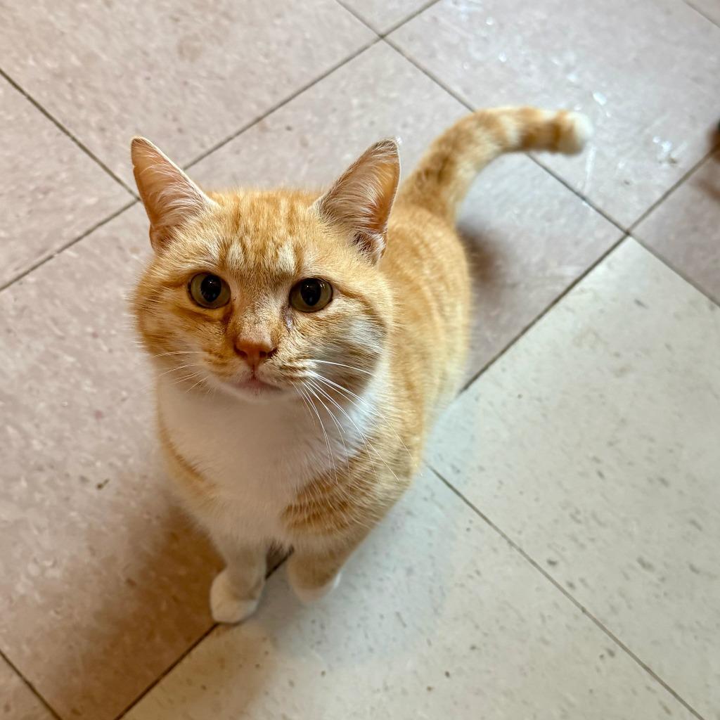Enlarge CHEEZ, a Adopted mixed breed in Marianna, FL image 1/1