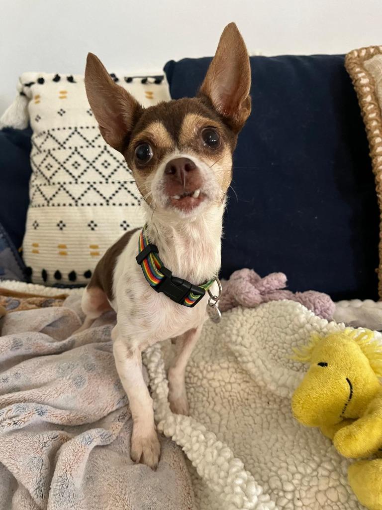 Sweet Pea, Adopted, Adult Female Chihuahua.