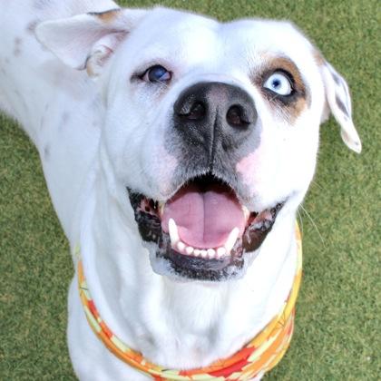 Pierce, Adoptable, Adult Male Terrier & Mixed Breed.