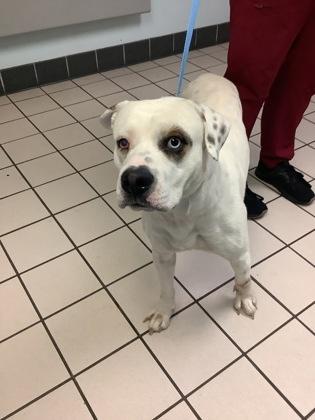 Pierce, Adoptable, Adult Male Terrier & Mixed Breed.