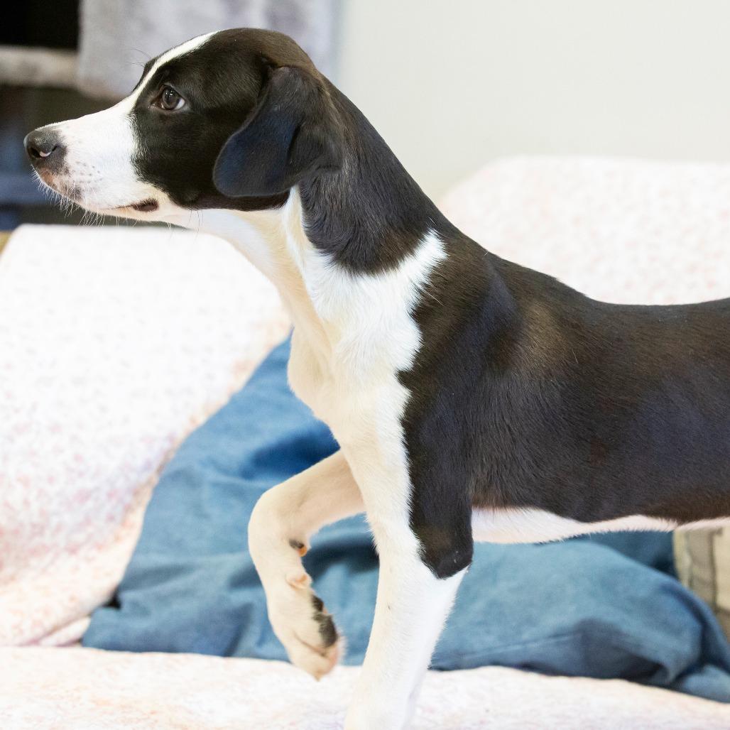 Enlarge Archer, a Adoptable Mixed Breed in Cartersville, GA image 1/4