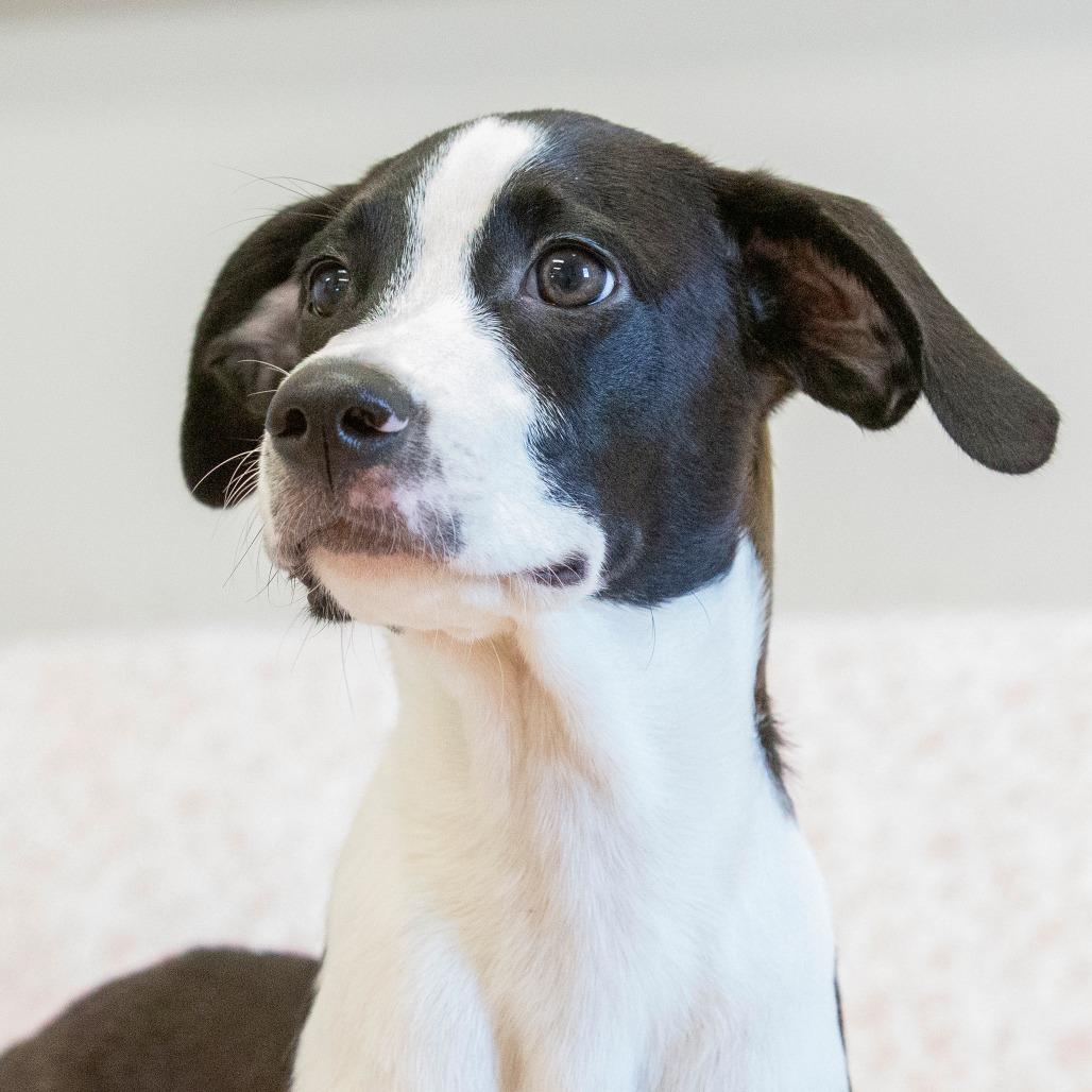 Enlarge Archer, a Adoptable Mixed Breed in Cartersville, GA image 2/4