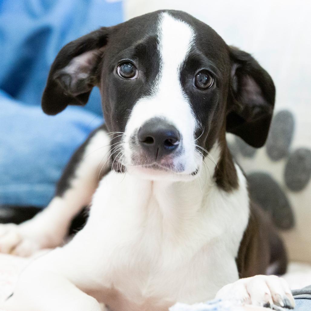 Enlarge Archer, a Adoptable Mixed Breed in Cartersville, GA image 3/4