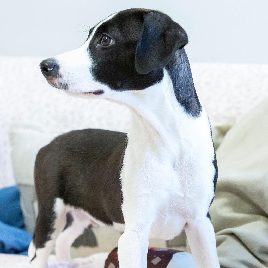Enlarge Archer, a Adoptable Mixed Breed in Cartersville, GA image 4/4